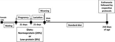 Maternal low-protein diet reduces skeletal muscle protein synthesis and mass via Akt-mTOR pathway in adult rats